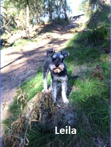 Leila - a Schnauzer