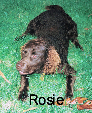 Rosie